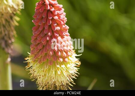 Rooper red-hot Poker (Kniphofia rooperi) Stockfoto