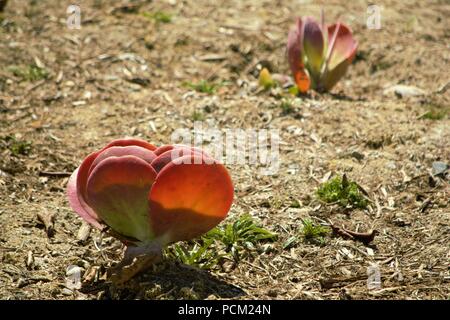 Kalanchoe thyrsiflora Stockfoto