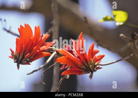 Indische Korallenbaum (Erythrina variegata L) Stockfoto