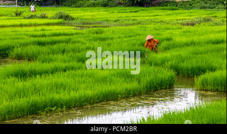 Lokalen Reisbauern ist die Ernte die Ernte von Reis in der Tam Coc, Vietnam Stockfoto