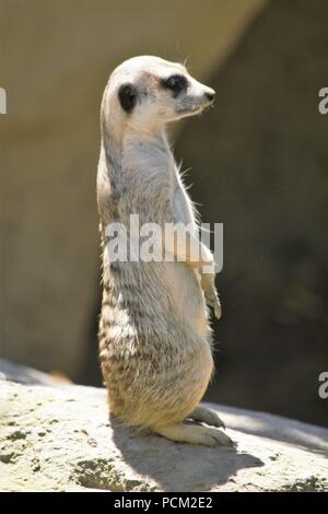 Erdmännchen (Suricata Suricatta) Stockfoto