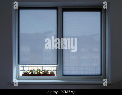 Grau Rollläden auf dem Fenster. Hinter dem Fenster sind Blumen im Blumentopf. Stockfoto