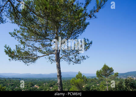 Mediterranen Wald, Saint-Maximin-la Sainte Baume, Var, Frankreich Stockfoto