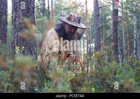 Nahaufnahme der Mann wilde Blaubeeren pflücken Stockfoto