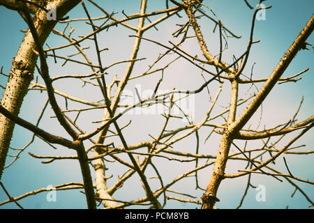 Zweige der Bäume ohne Blätter Hintergrund. Trockene Jahreszeit Baum ohne Blätter. Schönen Zweig der Baum im Herbst Hintergrund. Stockfoto