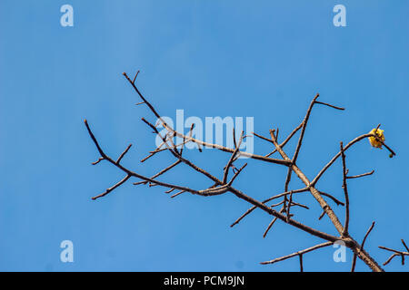 Abstrakte Bombax anceps Pierre Zweige und Blüten im Herbst. Weißer Seide Cotton Tree, das Lateinische name ist Bombax Pierre anceps var. anceps Stockfoto