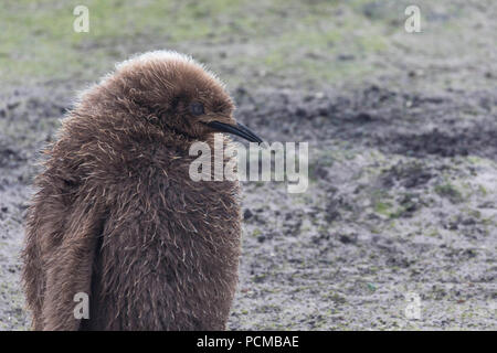 Junger Königspinguin Küken in den Falkland Inseln Stockfoto