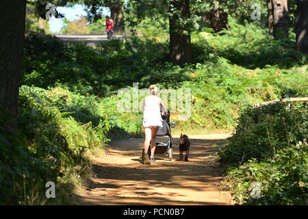 Frau, die bei heißem Wetter einen Kinderwagen schiebt und einen Hund läuft in Richmond Park, London, Großbritannien, 3.. August 2018, Wetter: Sehr heißer Nachmittag mit Temperaturen um die 33 Grad Celsius. Die Hitzewelle wird von einer spanischen Wolke aus dem Süden geholt. Stockfoto