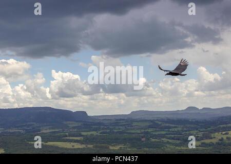 Vogel fliegt hoch in den Himmel Stockfoto