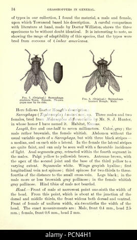 Luzerne, Heuschrecken, Bienen - ihre Beziehung (Seite 34) Stockfoto