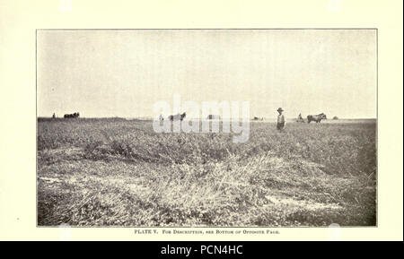 Luzerne, Heuschrecken, Bienen - ihre Beziehung (Seite 50) Stockfoto