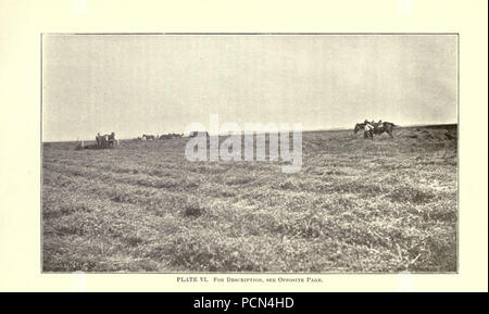Luzerne, Heuschrecken, Bienen - ihre Beziehung (Seite 54) Stockfoto