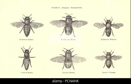 Luzerne, Heuschrecken, Bienen - ihre Beziehung (Seite 70) Stockfoto