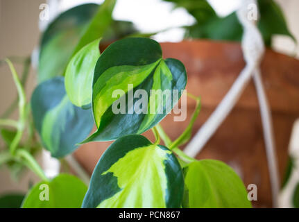 Eine Nahaufnahme eines Cascading philodendron Anlage in einem Terrakottatopf hängen. Stockfoto