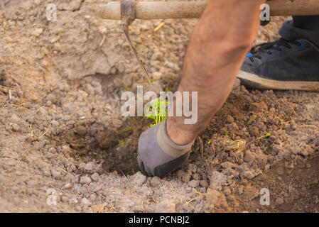 Nahaufnahme eines Bauern bei der Arbeit. Stockfoto