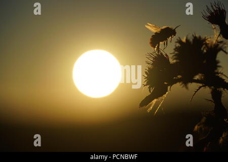 Biene nimmt Flug von einem THISTLE wie die Sonne an einem warmen Sommertag legt Stockfoto