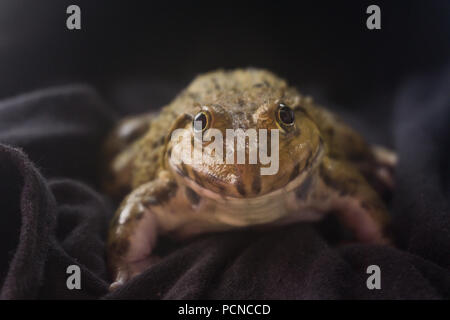 Big Frog auf schwarzem Hintergrund auf eine Nacht. Stockfoto