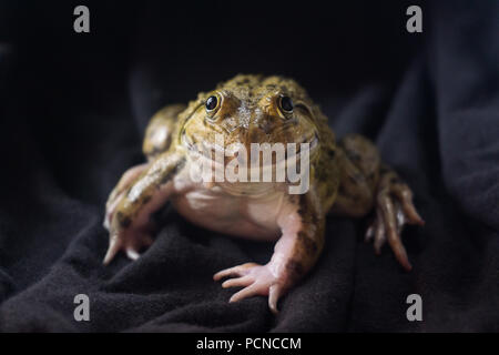 Big Frog auf schwarzem Hintergrund auf eine Nacht. Stockfoto