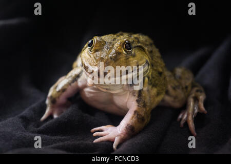 Big Frog auf schwarzem Hintergrund auf eine Nacht. Stockfoto