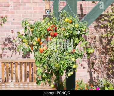 Bush tomato F1 Hybride Tumbler wächst in einem hängenden Korb, North East England, Großbritannien Stockfoto