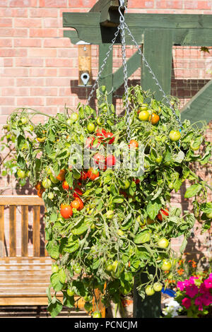 Bush tomato F1 Hybride Tumbler wächst in einem hängenden Korb, North East England, Großbritannien Stockfoto