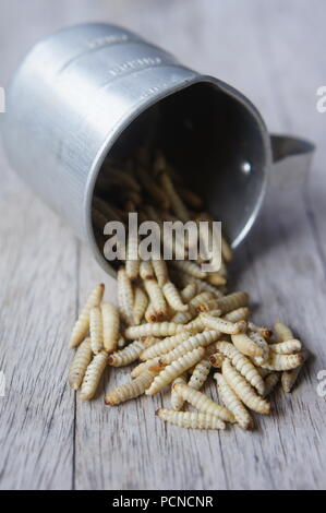 Gefrorene Wachs Mottenlarven in einem Messbecher Stockfoto