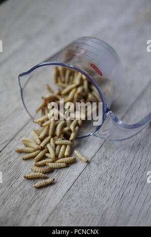 Gefrorene Wachs Mottenlarven in einem Messbecher Stockfoto