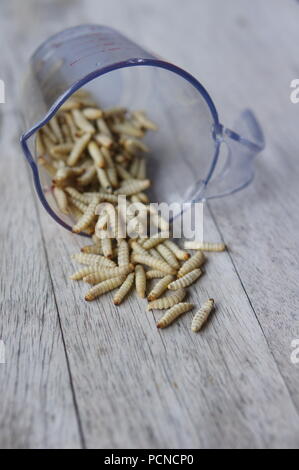 Gefrorene Wachs Mottenlarven in einem Messbecher Stockfoto