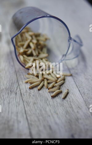 Gefrorene Wachs Mottenlarven in einem Messbecher Stockfoto