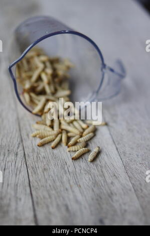 Gefrorene Wachs Mottenlarven in einem Messbecher Stockfoto