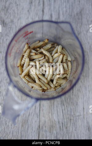 Gefrorene Wachs Mottenlarven in einem Messbecher Stockfoto