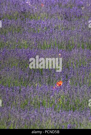 Von Ende Juni/Anfang Juli, die Lavendelfelder in der Provence, Südfrankreich, beginnen zu Blume lila. Der Lavendel Blumen Anfang bis Mitte August geerntet. (03 Juli 2018) | Verwendung weltweit Stockfoto