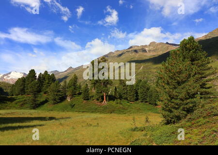 Zirbelkiefer Wald in der Nähe von Obergurgl, Ötztaler Alpen in Tirol, Österreich Stockfoto