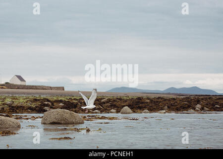 Möwe das Fliegen von einem Felsen auf Rhosneigr Strand Traeth Cridylll, Nord Wales Anglesey, Großbritannien Stockfoto