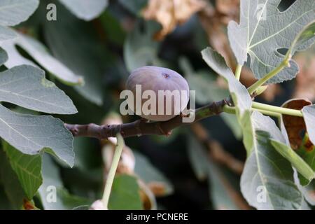 Eine reife Abb. wächst auf einem Baum Stockfoto