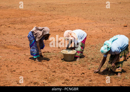 PONDICHERY, Tamil Nadu, Indien - ca. September 2017. Nicht identifizierte Gruppe Frauen Männer Landwirte Pflanze verpflanzt Gras zu wachsen. Stockfoto