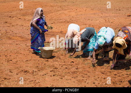 PONDICHERY, Tamil Nadu, Indien - ca. September 2017. Nicht identifizierte Gruppe Frauen Männer Landwirte Pflanze verpflanzt Gras zu wachsen. Stockfoto