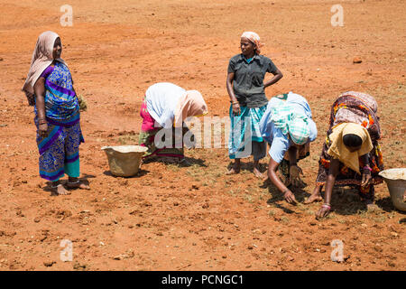 PONDICHERY, Tamil Nadu, Indien - ca. September 2017. Nicht identifizierte Gruppe Frauen Männer Landwirte Pflanze verpflanzt Gras zu wachsen. Stockfoto