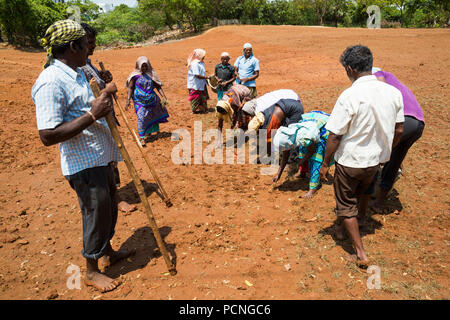 PONDICHERY, Tamil Nadu, Indien - ca. September 2017. Nicht identifizierte Gruppe Frauen Männer Landwirte Pflanze verpflanzt Gras zu wachsen. Stockfoto