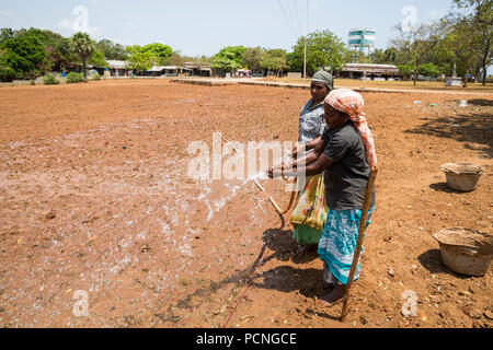 PONDICHERY, Tamil Nadu, Indien - ca. September 2017. Nicht identifizierte Gruppe Frauen Männer Landwirte Pflanze verpflanzt Gras zu wachsen. Stockfoto