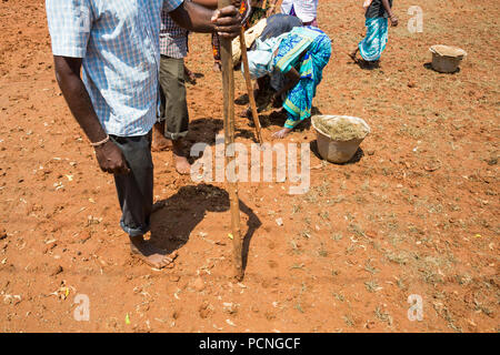 PONDICHERY, Tamil Nadu, Indien - ca. September 2017. Nicht identifizierte Gruppe Frauen Männer Landwirte Pflanze verpflanzt Gras zu wachsen. Stockfoto