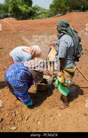 PONDICHERY, Tamil Nadu, Indien - ca. September 2017. Nicht identifizierte Gruppe Frauen Männer Landwirte Pflanze verpflanzt Gras zu wachsen. Stockfoto