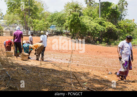 PONDICHERY, Tamil Nadu, Indien - ca. September 2017. Nicht identifizierte Gruppe Frauen Männer Landwirte Pflanze verpflanzt Gras zu wachsen. Stockfoto