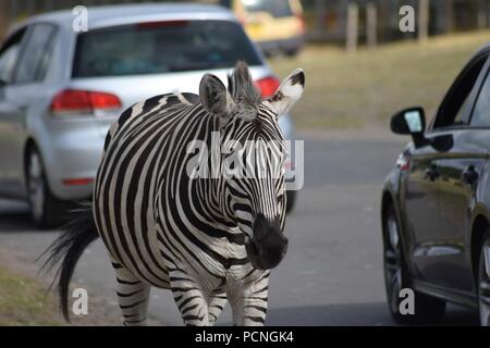Safari Park Tiere Stockfoto