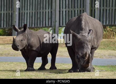 Safari Park Tiere Stockfoto