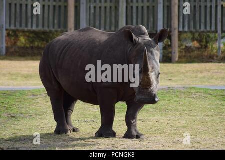 Safari Park Tiere Stockfoto