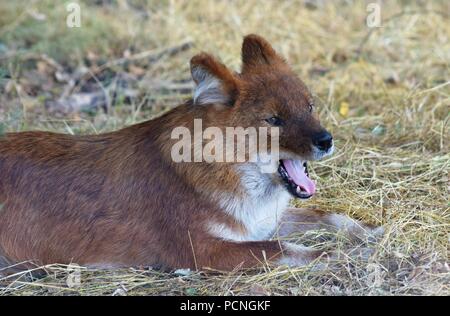 Safari Park Tiere Stockfoto