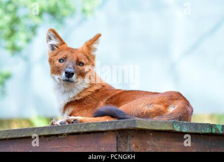 Safari Park Tiere Stockfoto