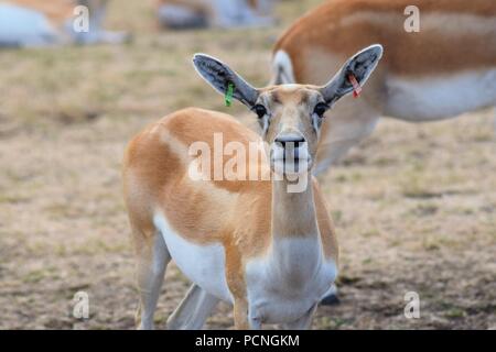 Safari Park Tiere Stockfoto
