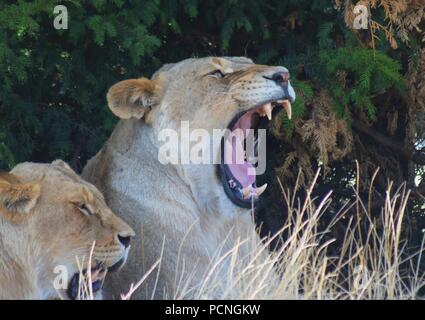 Safari Park Tiere Stockfoto